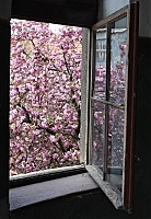 Сакура за вікном Фото Сергія Гудака