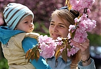 Щоби сакури цвіли і для майбутніх поколінь ужгородців