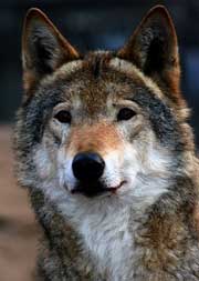 Першого в цьому мисливському сезоні вовка вполювали на Закарпатті