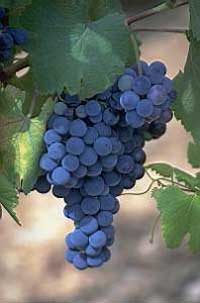 В Мукачівському районі Закарпаття на осінь запланована посадка 80 га виноградників