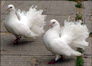 Голубівники із Закарпаття побували на виставці-продажу декоративних голубів в Тернополі