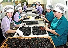 Закарпаття: На Мукачівській кондитерській фабриці випускають 13 найменувань конфет