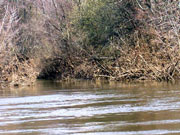 Рівень води на річках Закарпаття спадає