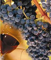 У Виноградові відфестивалили винороби