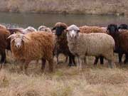 Україна заборонила ввезення овець і продукції з них з Угорщини
