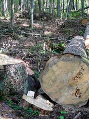 Поблизу одного з найвіддаленіших сіл Закарпаття чоловіка вбило зрубаним деревом