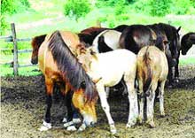 На закарпатській Свалявщині пройшов конкурс коней гуцульської породи