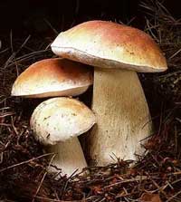 Для деяких закарпатських родин єдиним сезонним заробітком є збирання грибів