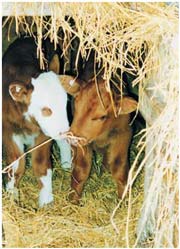 У Закарпатській області корова народила відразу трьох телят