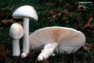 З початку жовтня на Закарпатті грибами отруїлося четверо дорослих та одна дитина