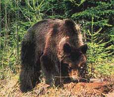 Ведмідь-нахаба накапостив на Закарпатті вже і лісівникам...