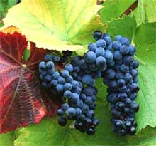 В Україні зникає виноград та плодо-ягідна продукція 