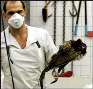 Чи з’явиться на Закарпатті лабораторія з виявлення вірусу пташиного грипу?