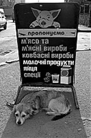 Вулицями Ужгорода бродить до 3 тисяч безпритульних собак