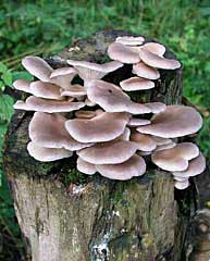 "Свійські" гриби