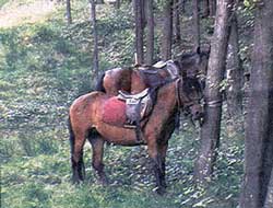 Гуцульські коні — чужі в Українських Карпатах?
