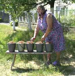 Закарпатка Марта Погоріляк заробляє на полуниці, якою у неї засаджена добра половина городу 