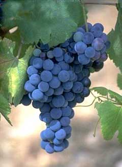 Закарпатський виноград: Науковці б’ють на сполох!