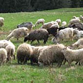 Карпатські володарі овець