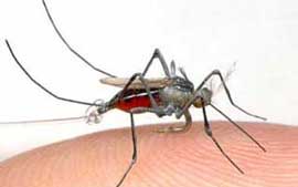 На Закарпаття малярію заносять комари і нелегали