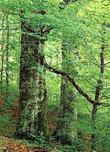Буковими лісами Закарпаття зацікавилися в німецькому Бегрінгені