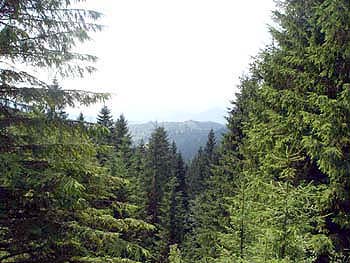 Закарпатська прокуратура порушила кримінальну справу за незаконне вивезення за кордон понад 4000 м.куб лісоматеріалів 