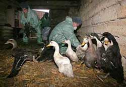 США передали Україні 10 тисяч комплектів індивідуального захисту для боротьби з пташиним грипом 