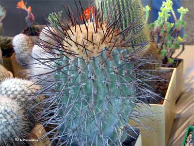 У домашній оранжереї закарпатця Йосипа Фельцана росте понад 150 видів кактусів