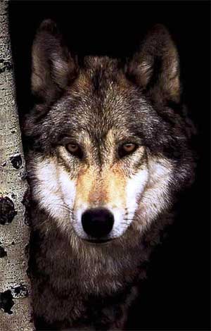 Наступного літа закарпатцям загрожуватимуть вовки?