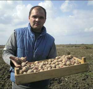 Адальберт Кіш-Фері цього року планує висадити 1700 таких ящиків ранньої картоплі