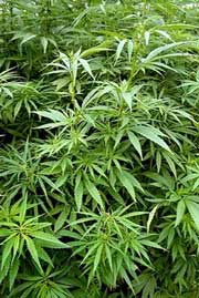 Закарпатець на власному полі вирощував марихуану
