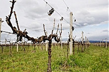 До 2015 року виноградники на Закарпатті займатимуть 8 тисяч гектарів