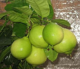 Цитрус боїться протягів, каже Василь Генюта, який вирощує лимони вже 15 років