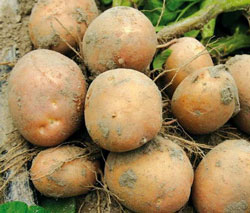 У фермерському господарстві "Коник" посадки картоплі — як золото