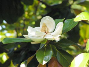 Магнолія великоквіткова зацвіла в ужгородському Ботанічному саду 