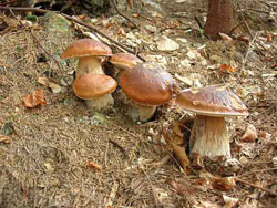 У карпатських лісах з'явилися перші гриби 