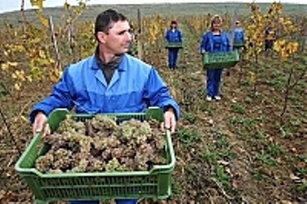 Закарпаття: Відбулося свято збору врожаю з виноградників на Берегівщині