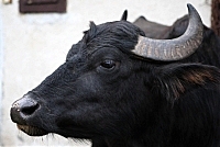Более 700 лет на Закарпатье живут буйволы