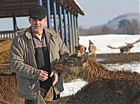 Біля закарпатського села Іза в Хустському районі мешкають плямисті олені
