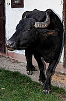 Более 700 лет на Закарпатье живут буйволы