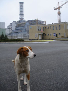 Закарпатье: В Берегово появился мемориальный знак ликвидаторам аварии на ЧАЭС