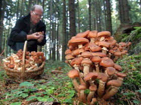 Страстную неделю закарпатцы могут провести и на лесных грибах