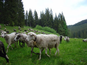 В День быка на Закарпатье провожают в горы овцеводов с отарами