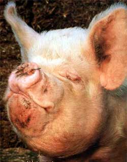 На Закарпатье свиней отпаивают водкой для профилактики нового гриппа