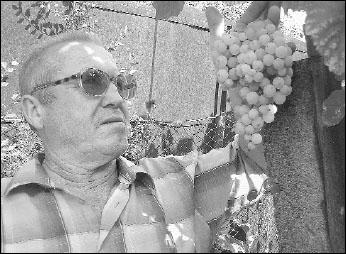 Михаил Майструк из Ужгорода выращивает виноград без косточек. В этом году он уродил очень хорошо