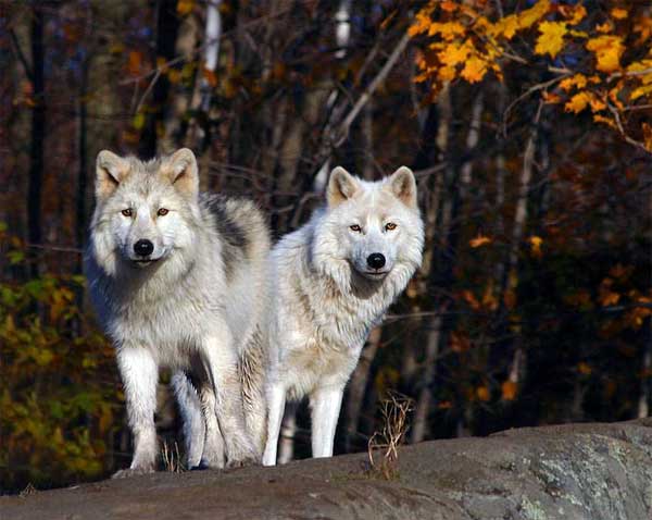 Закарпатская деревня  Синевирская Поляна осталось без собак - их съели волки 