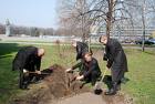 Во время санитарного месячника в Мукачеве высадили более 400 пород деревьев 