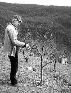 Фермер Дмитрий Боднарюк из города Виноградов на Закарпатье обрезает деревья персика