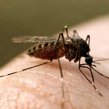Жители Мукачивщины жалуются на нашествие комаров 