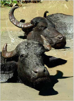 Закарпатському селу буйволів виповнилося 560 років